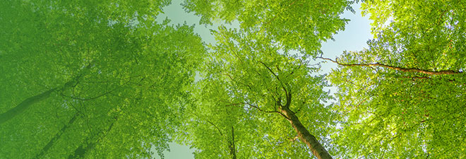 commitment to sustainability image