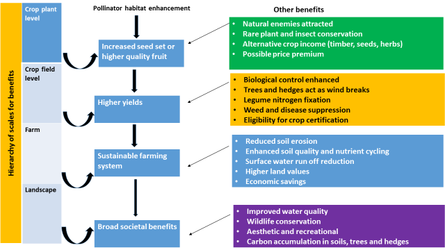 Hierarchy of scales for potential benefits of pollinator habitat enhancement
