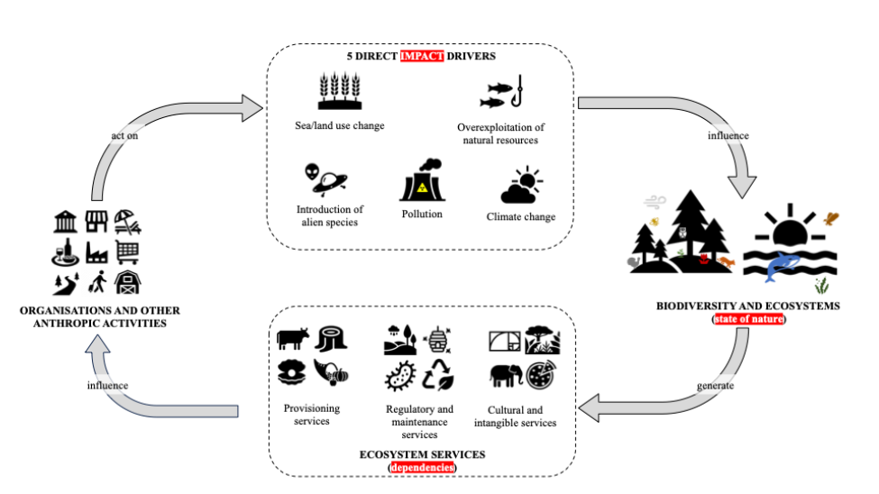 A diagram of the link between ecosystem services, biodiversity and ecosystems, direct impact drivers, and organisations and other anthropic activities, based on Cinquini et al. (2025). It is a circular diagram.